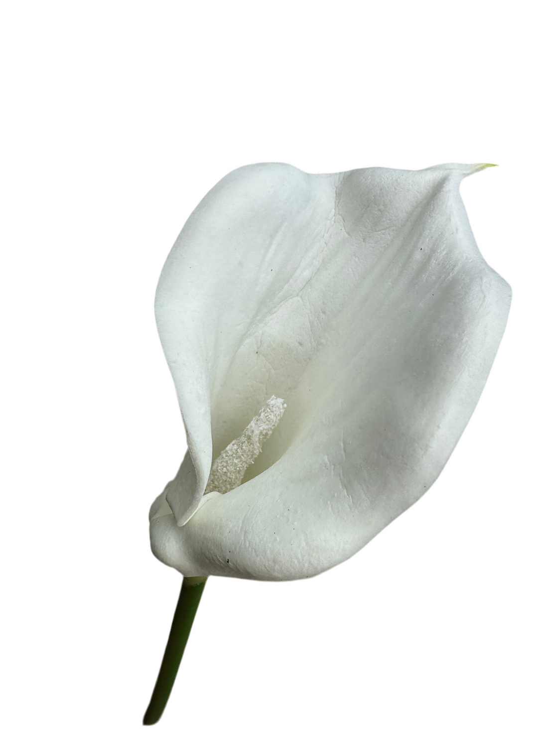 Calla Lily