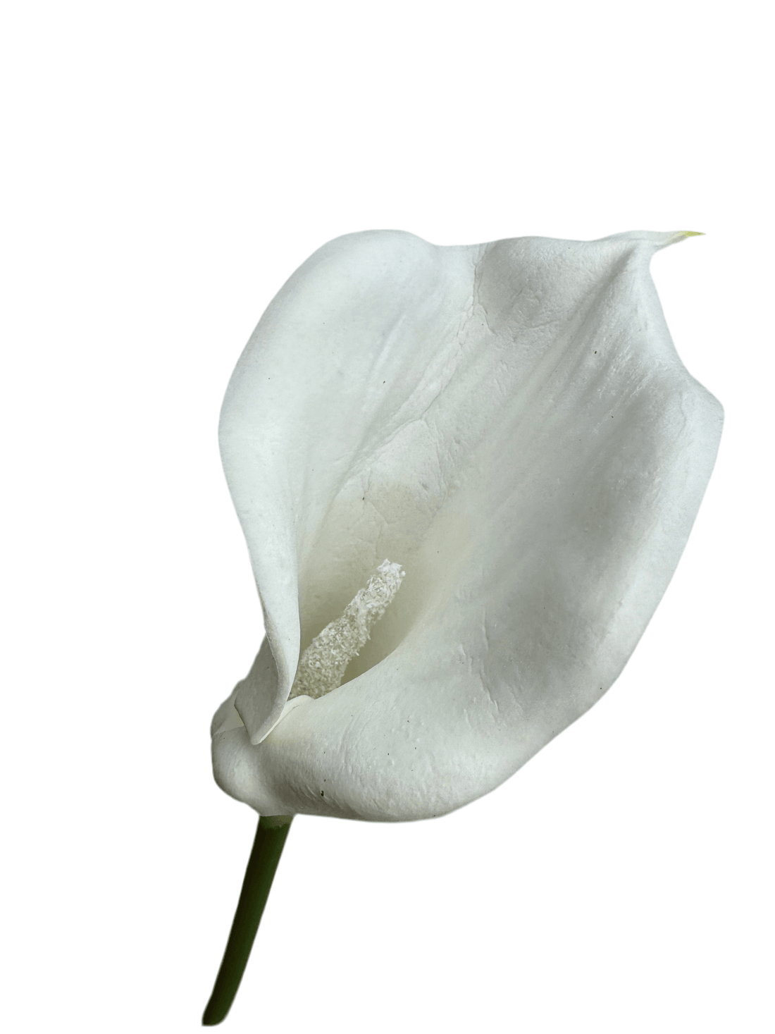 white calla lily close up