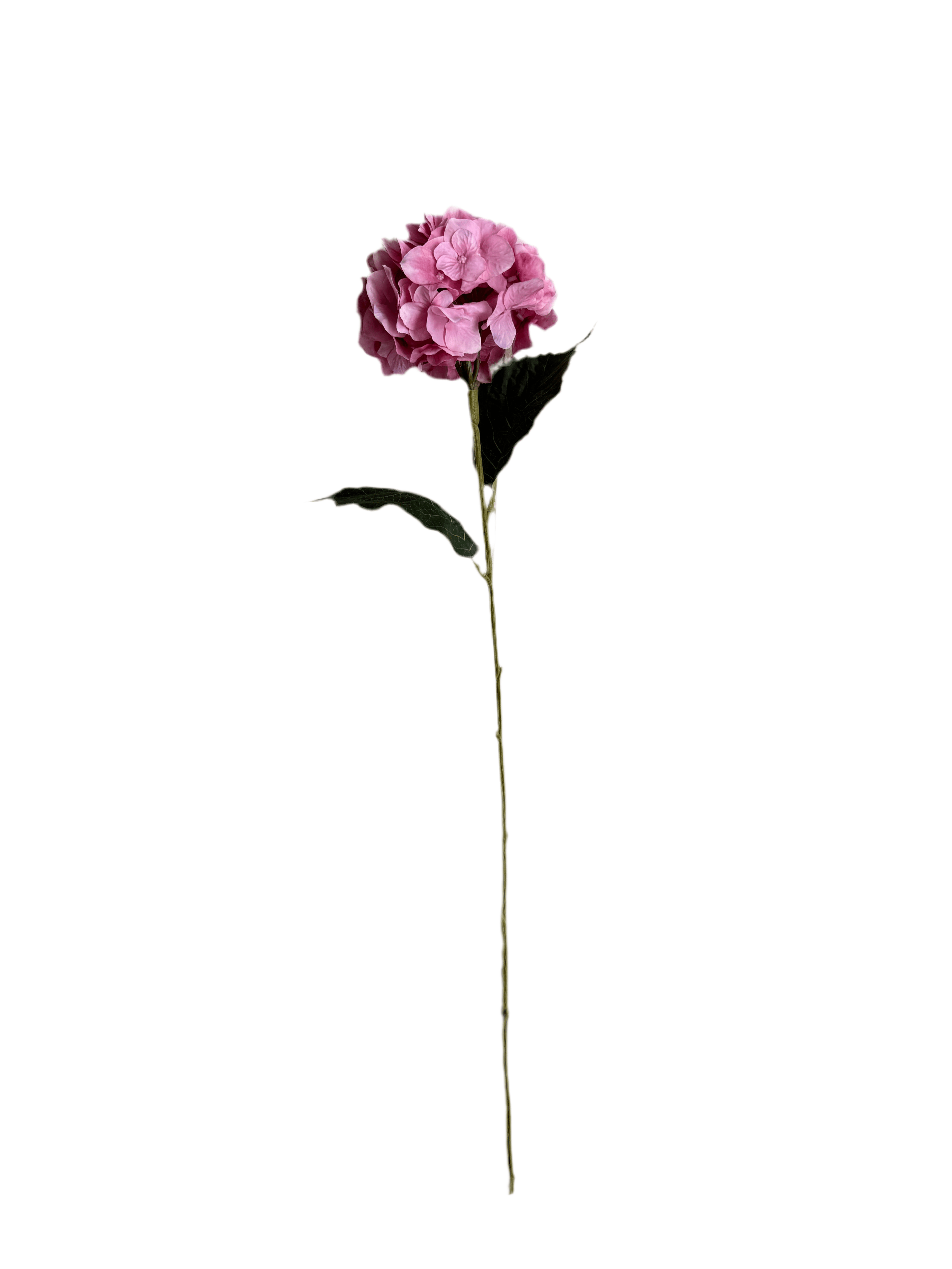 Pink hydrangea