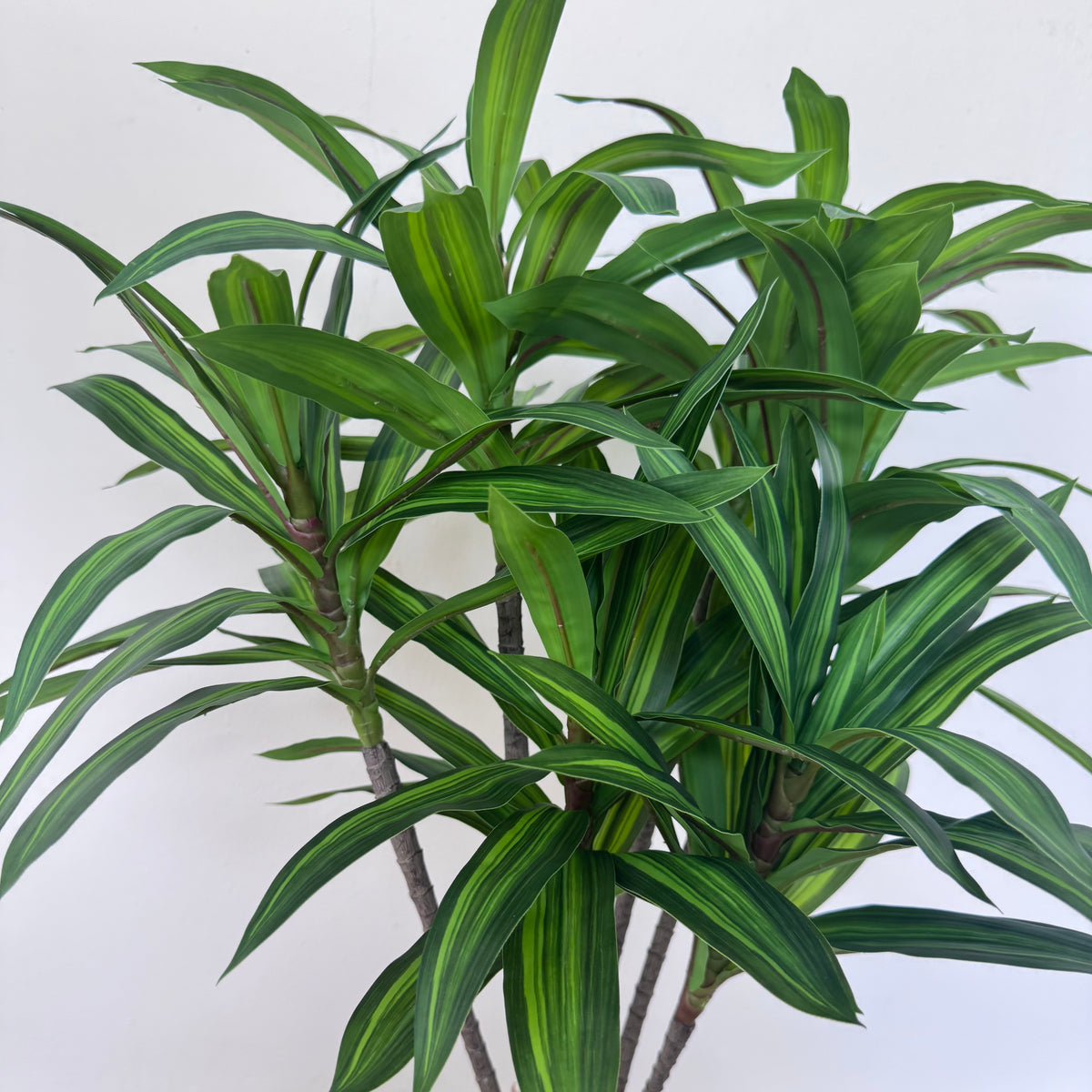 Verna arrangement
