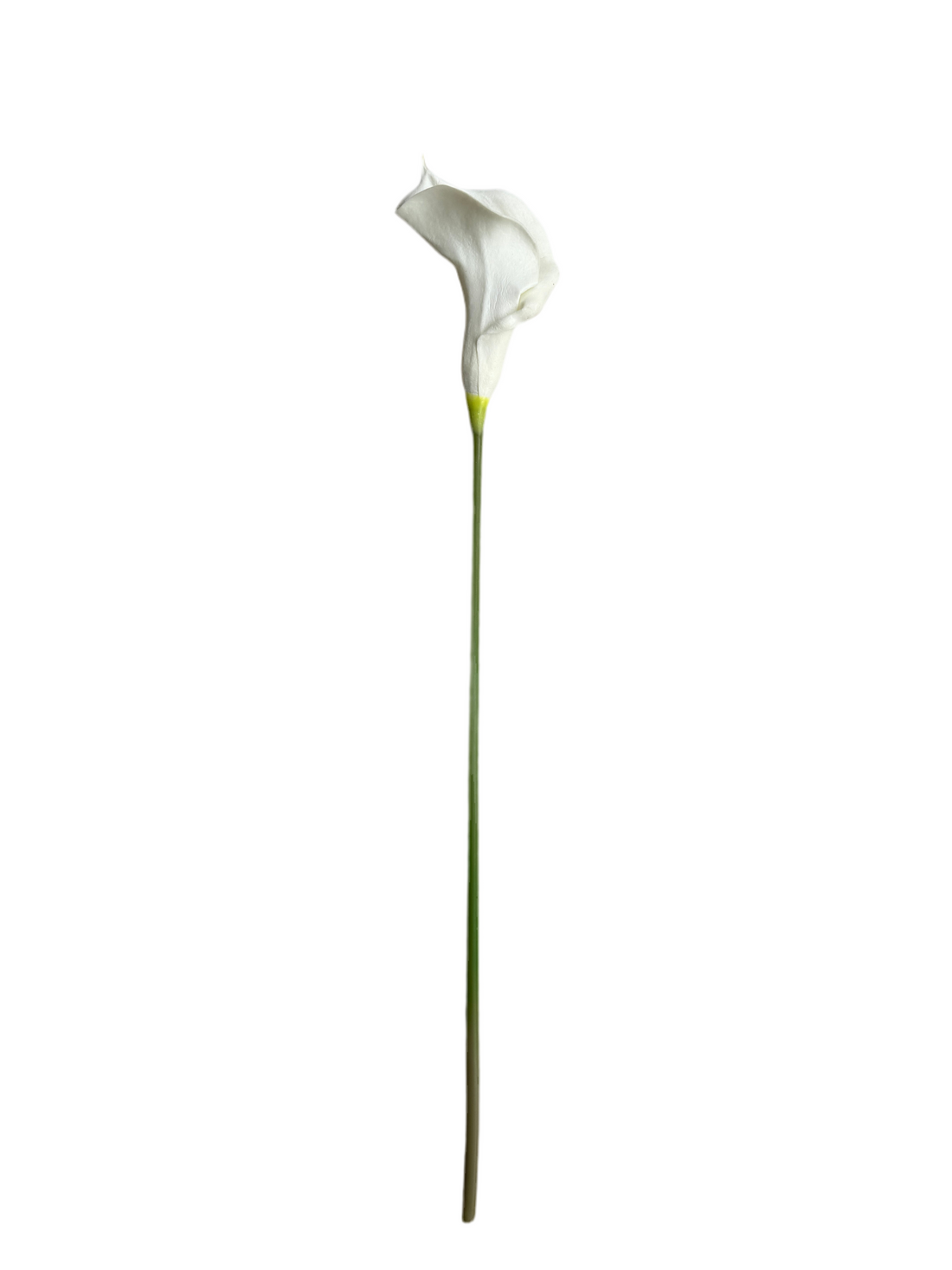 Calla Lily