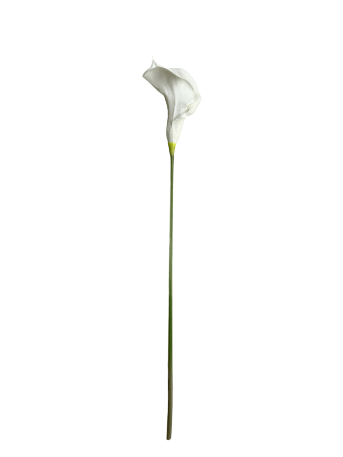 full stem of white flower