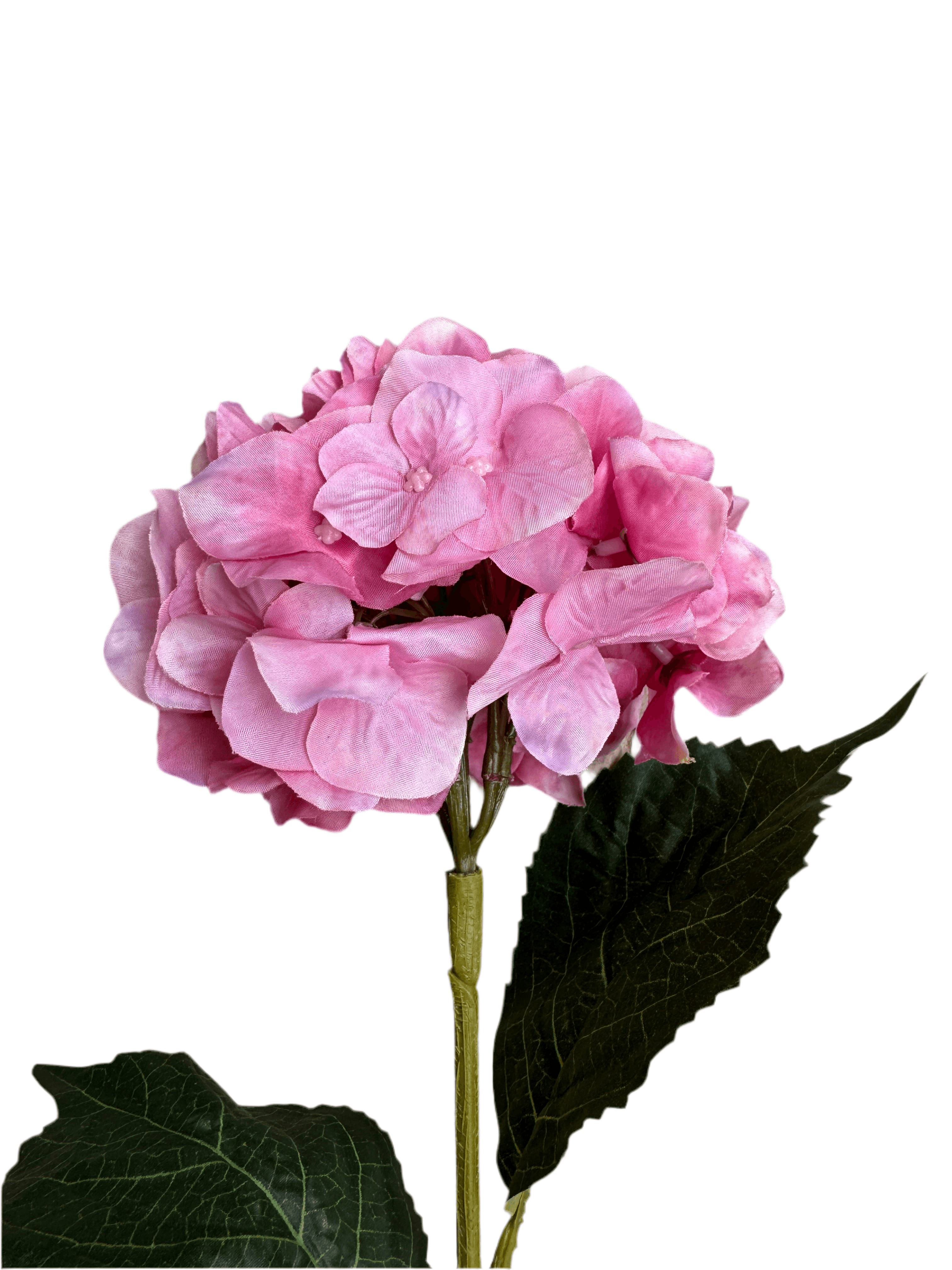 Pink hydrangea