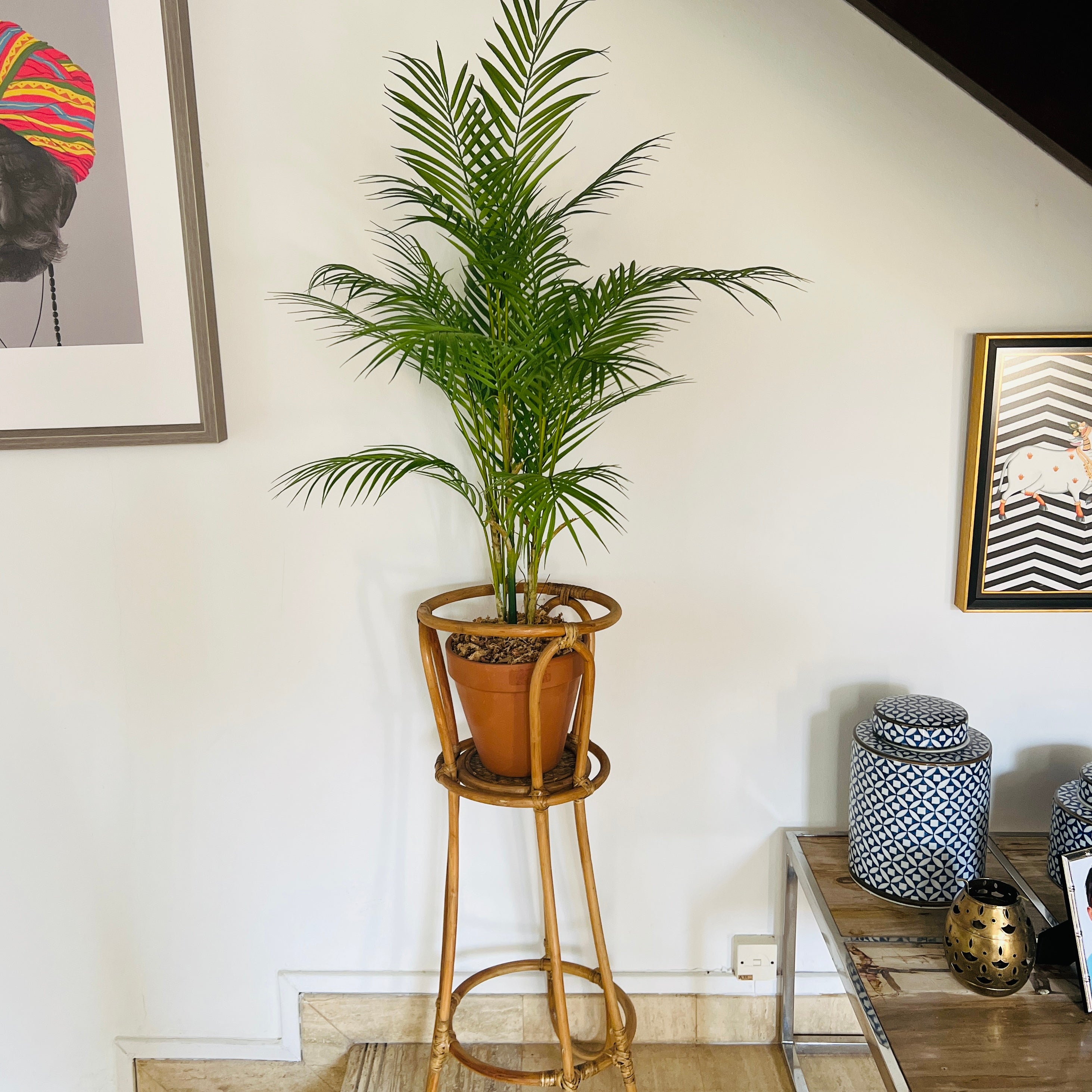 Large Palm Plant