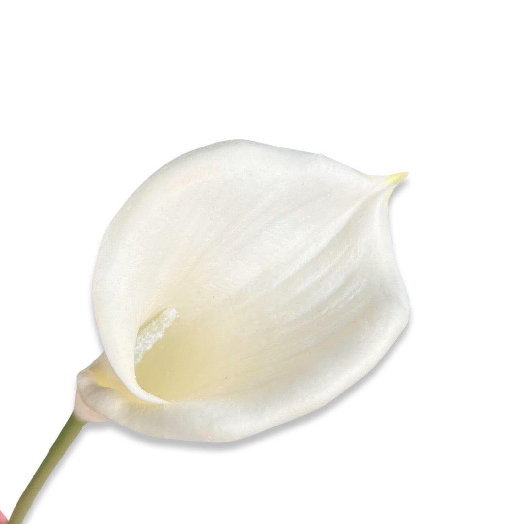 Calla Lily