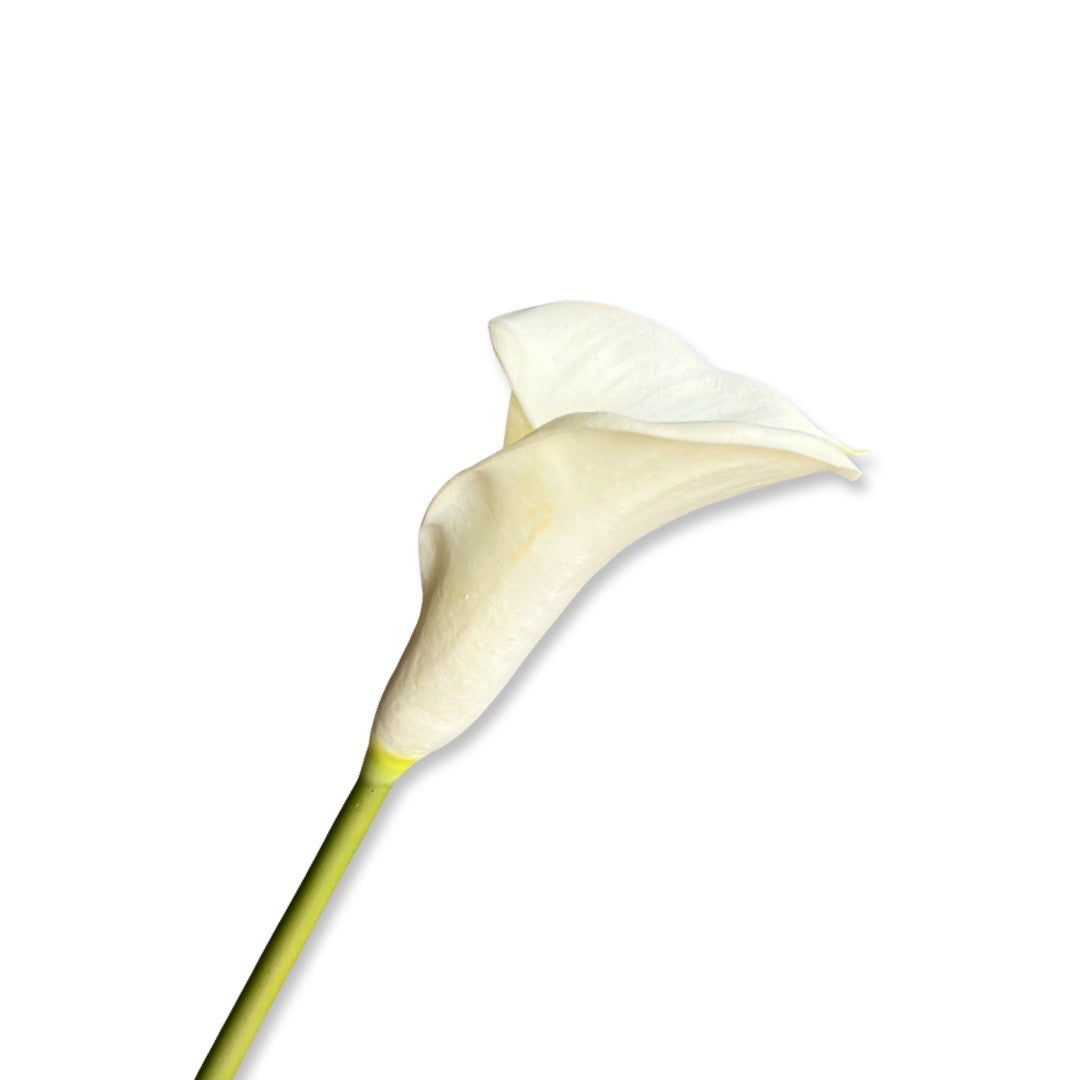 Calla Lily