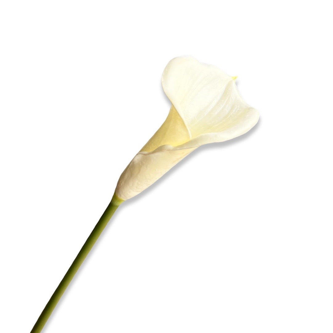 Calla Lily