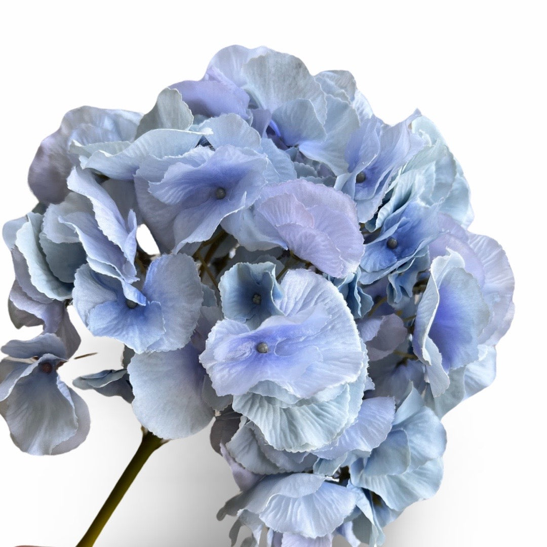 Jumbo hydrangeas