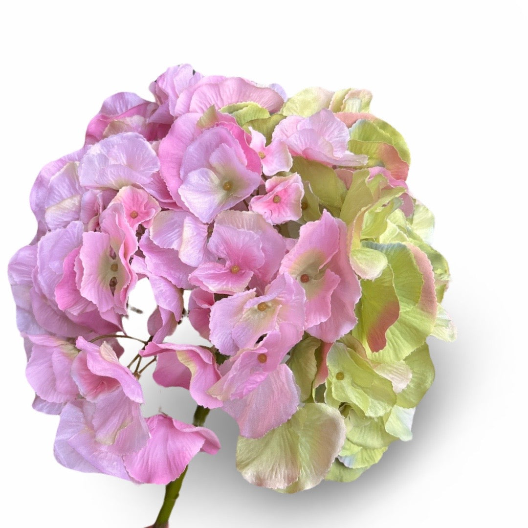 Jumbo hydrangeas