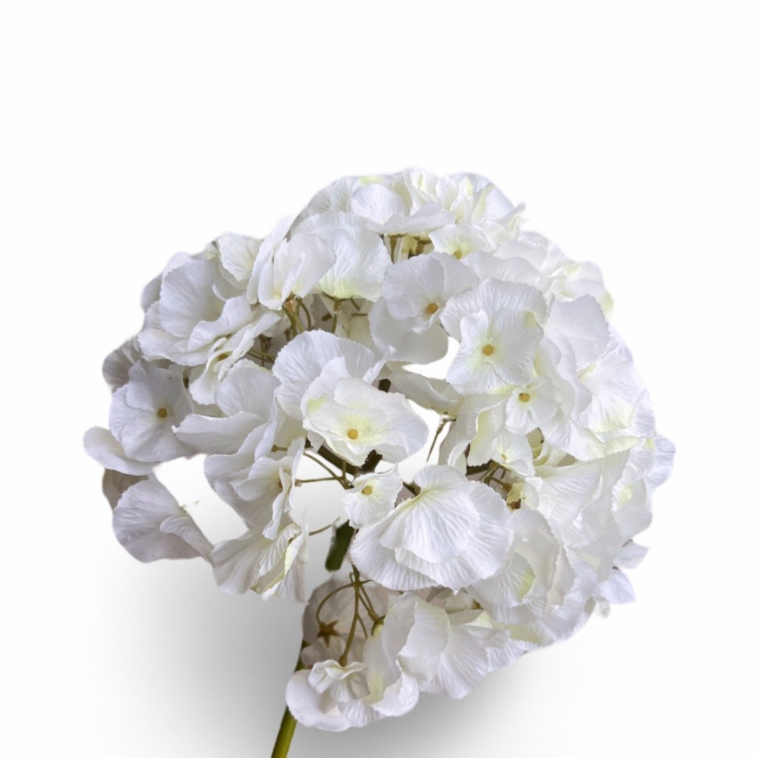 Jumbo hydrangeas