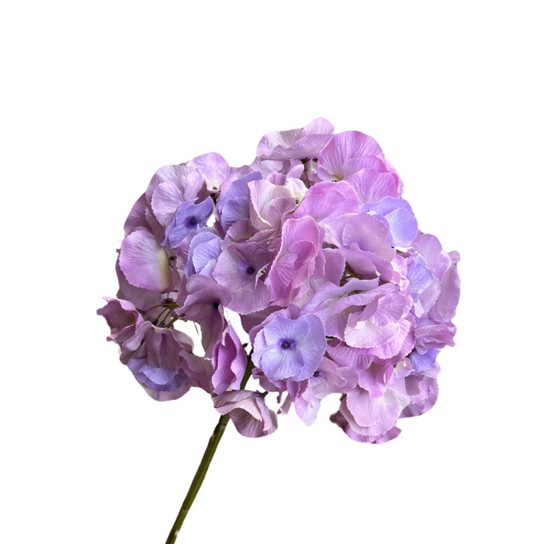 Jumbo hydrangeas