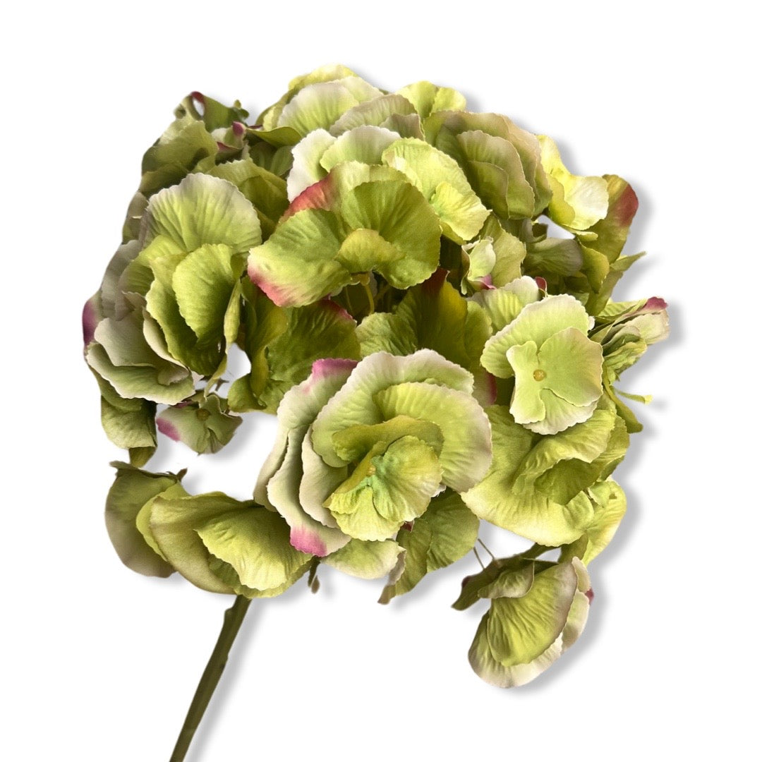 Jumbo hydrangeas