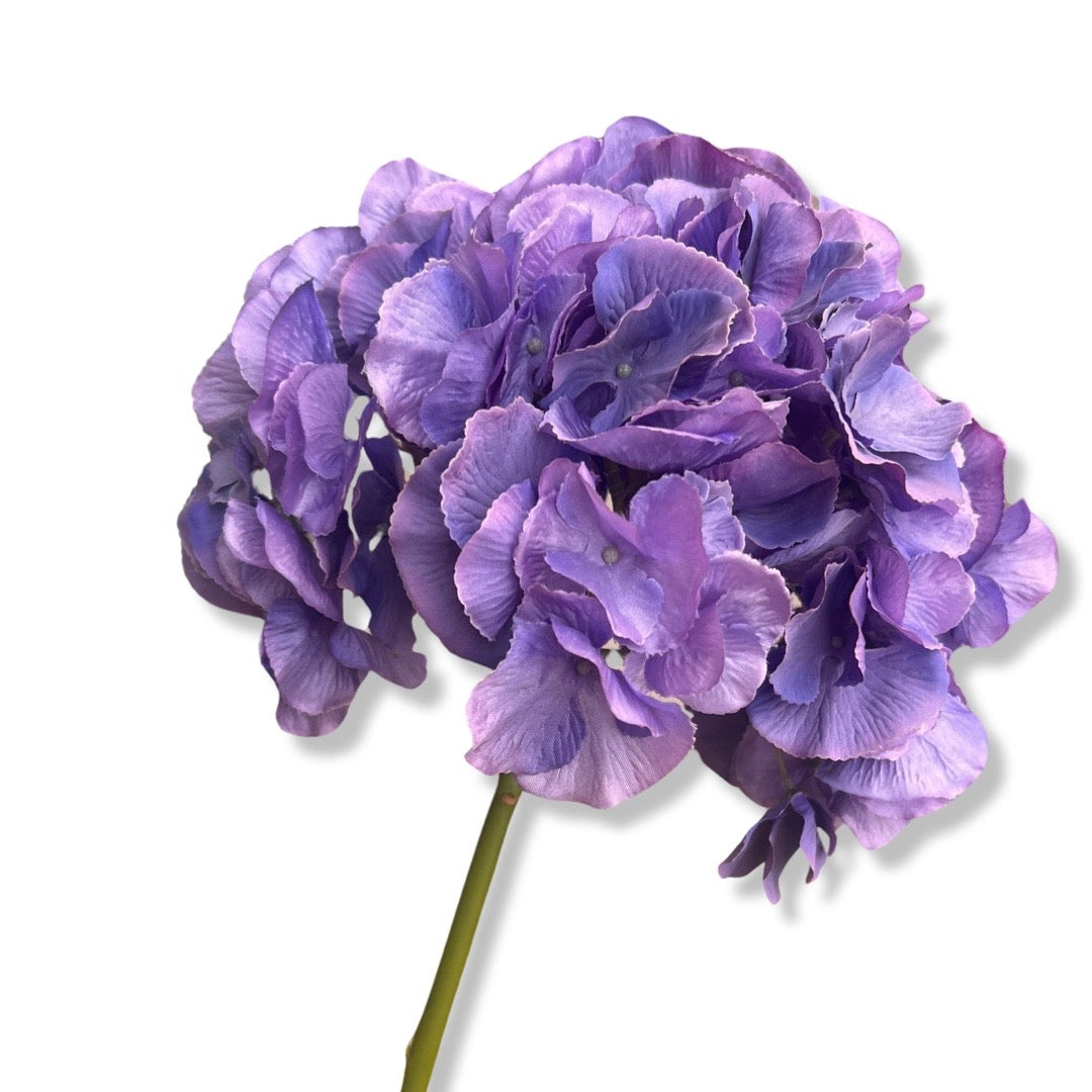 Jumbo hydrangeas