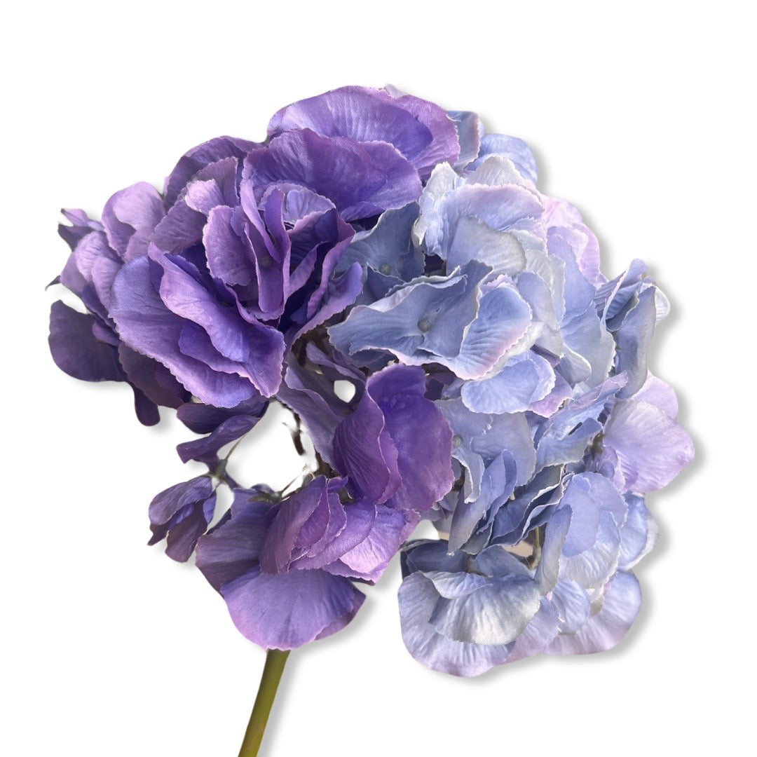 Jumbo hydrangeas