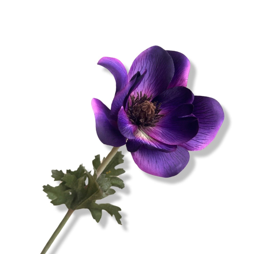 Cosmos