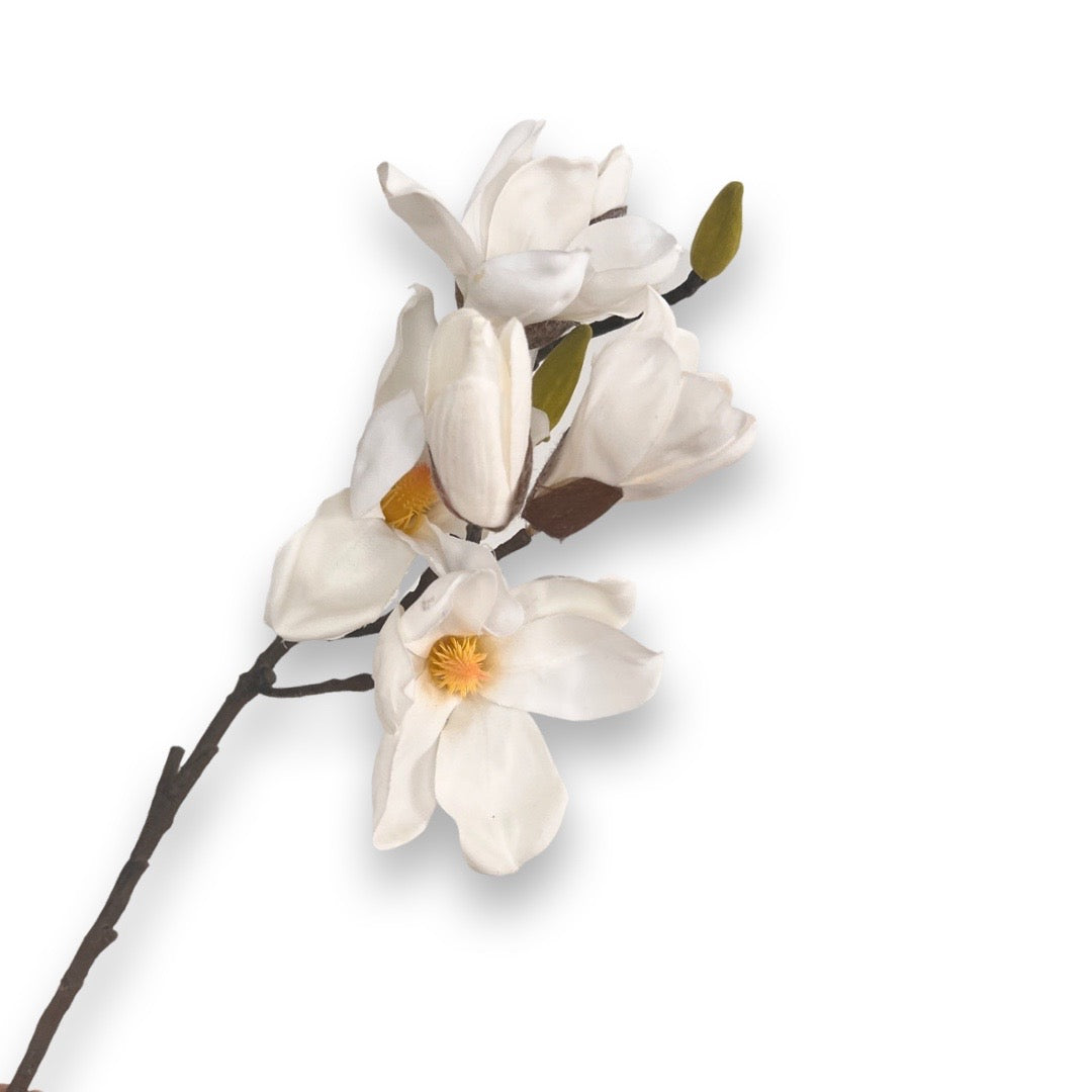 Magnolia flowers