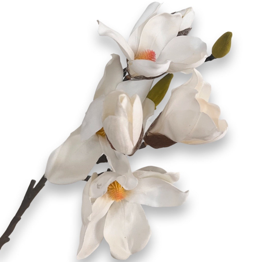 Magnolia flowers