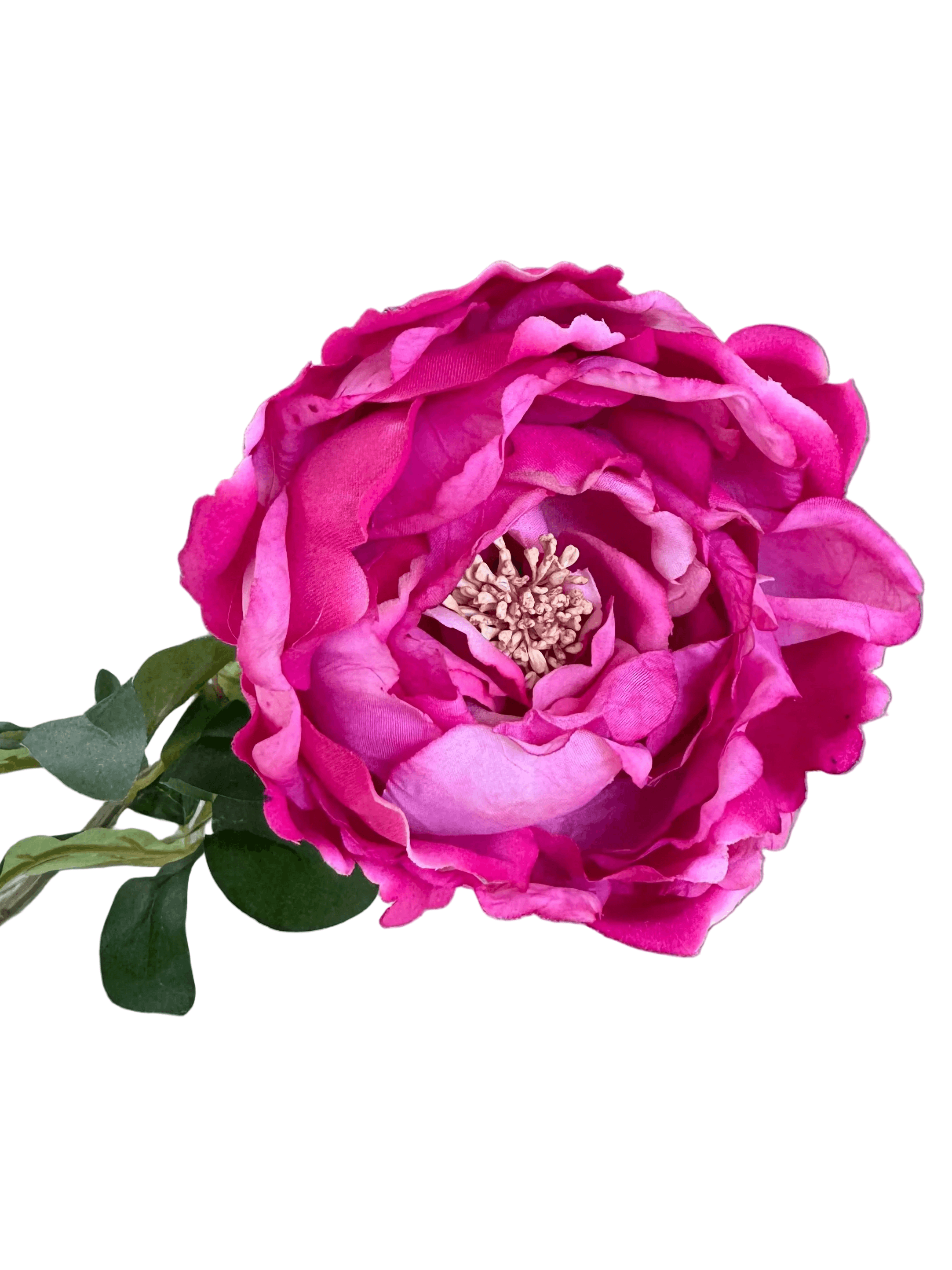 close up of dark pink peony