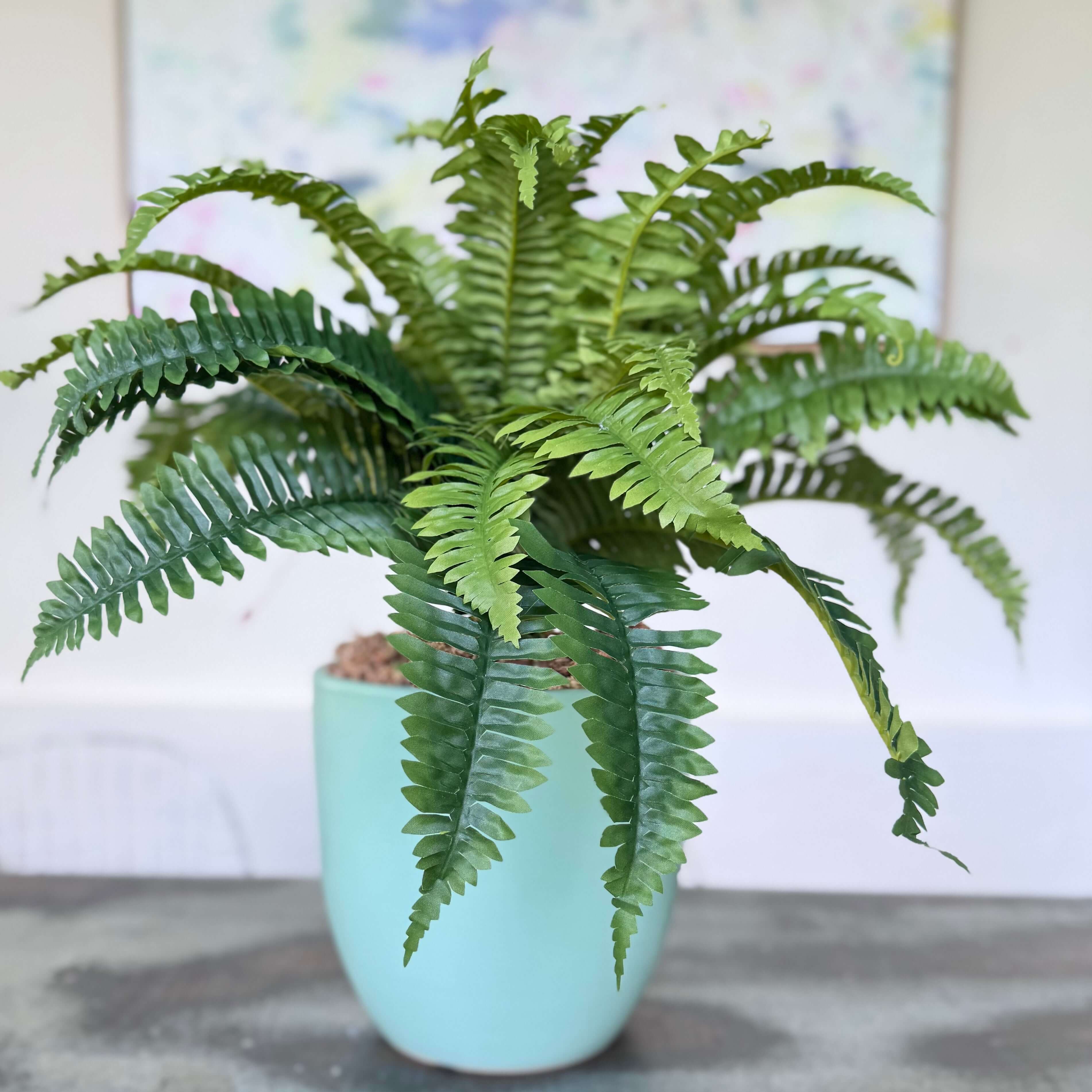 Potted fern plant