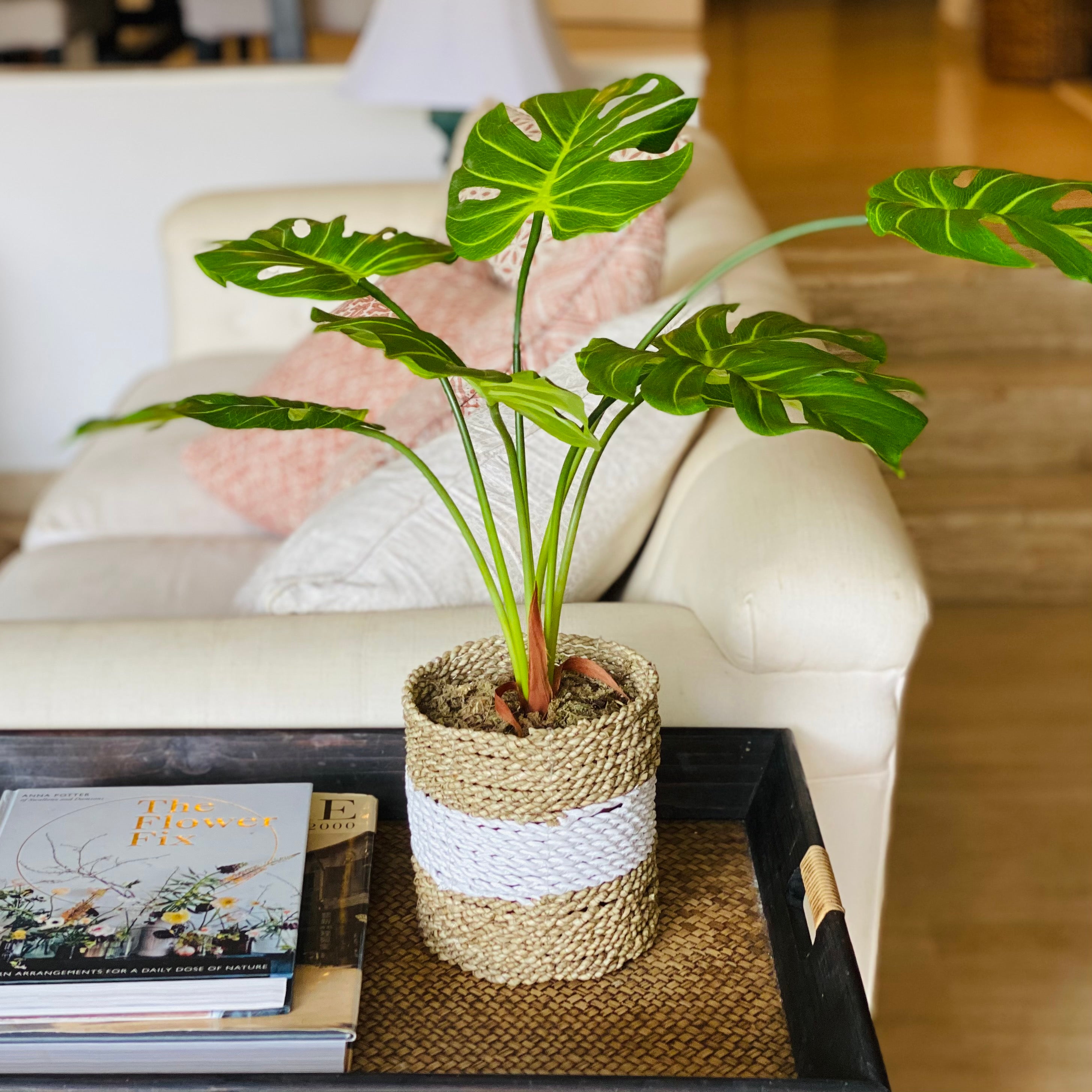 Faux cheese plant in a Basket