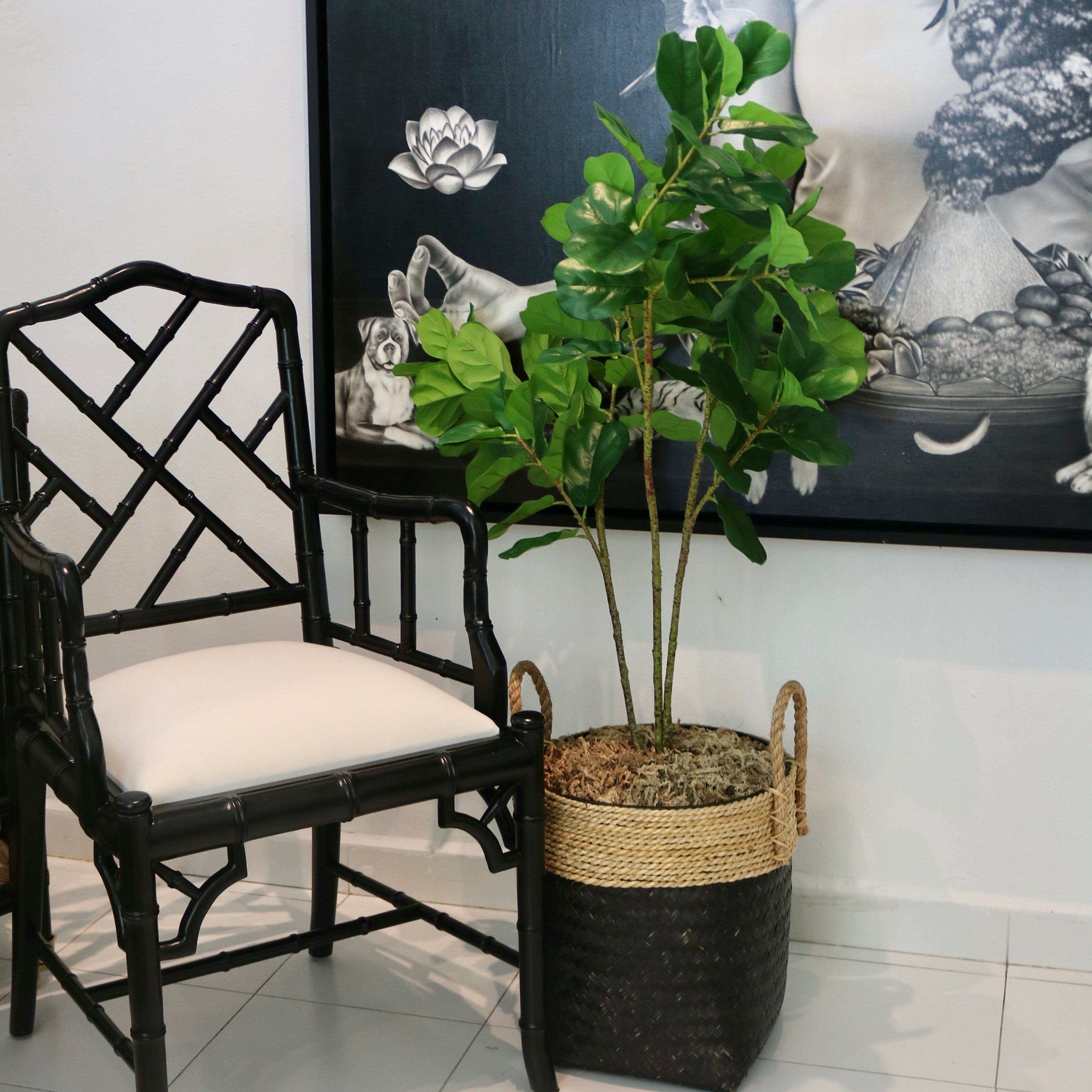 Fig tree in basket