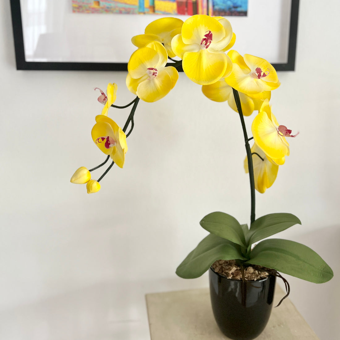 Yellow orchid in black pot