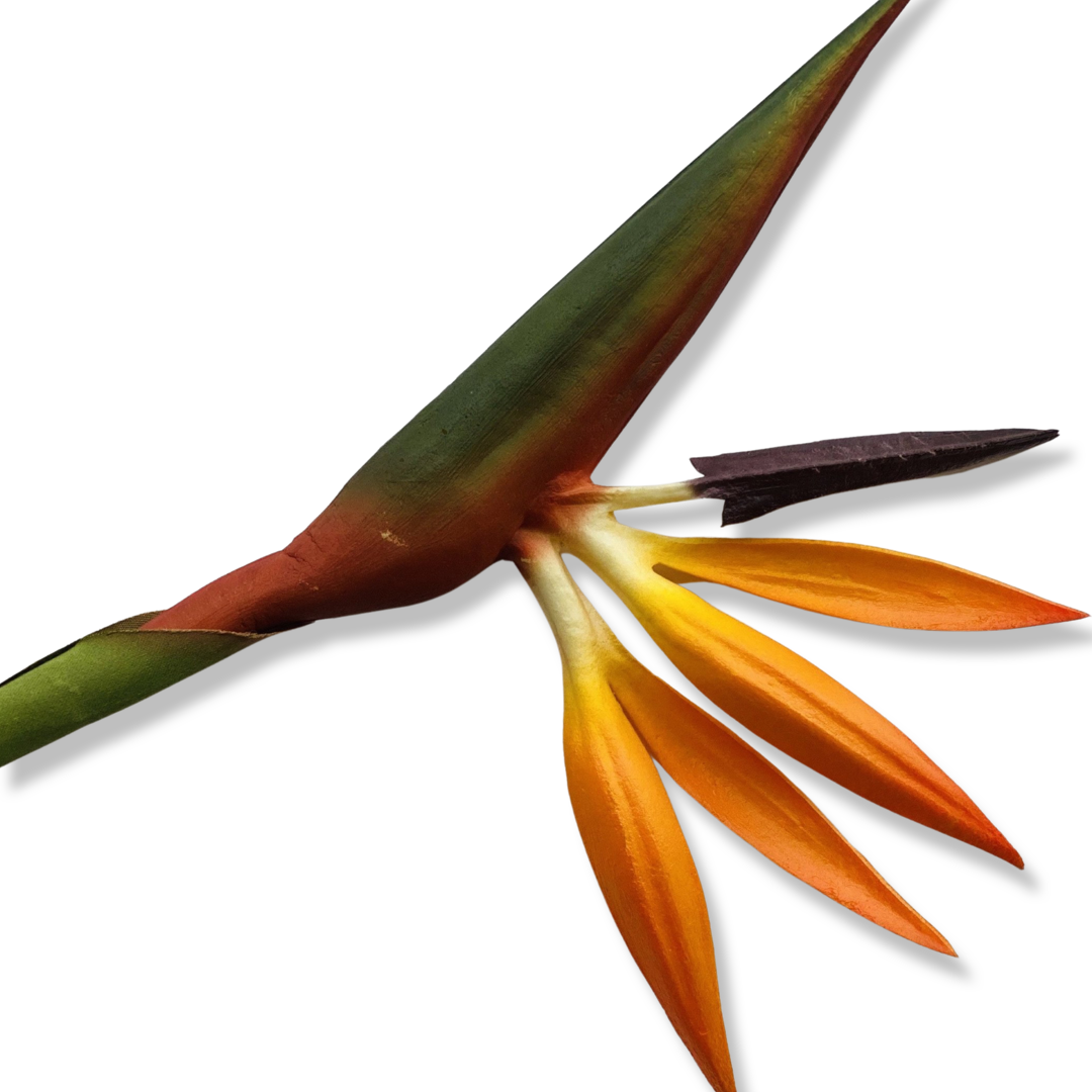 Bird of Paradise - Medium