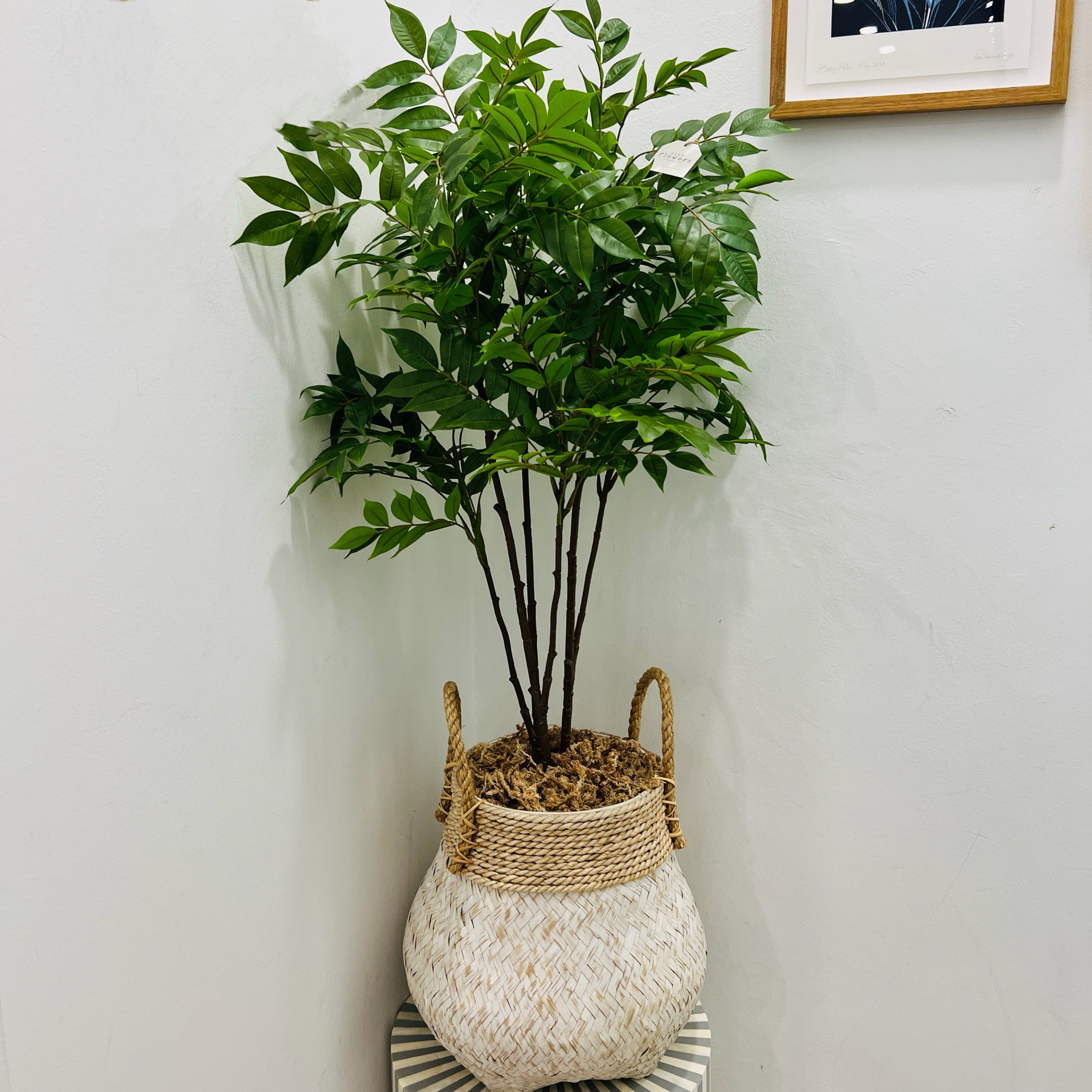 Bay tree in basket