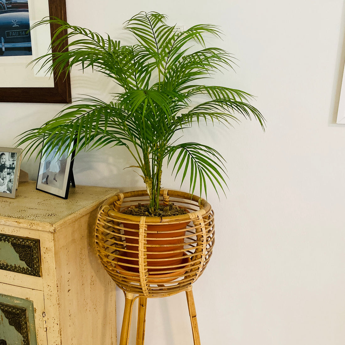 faux palm plant