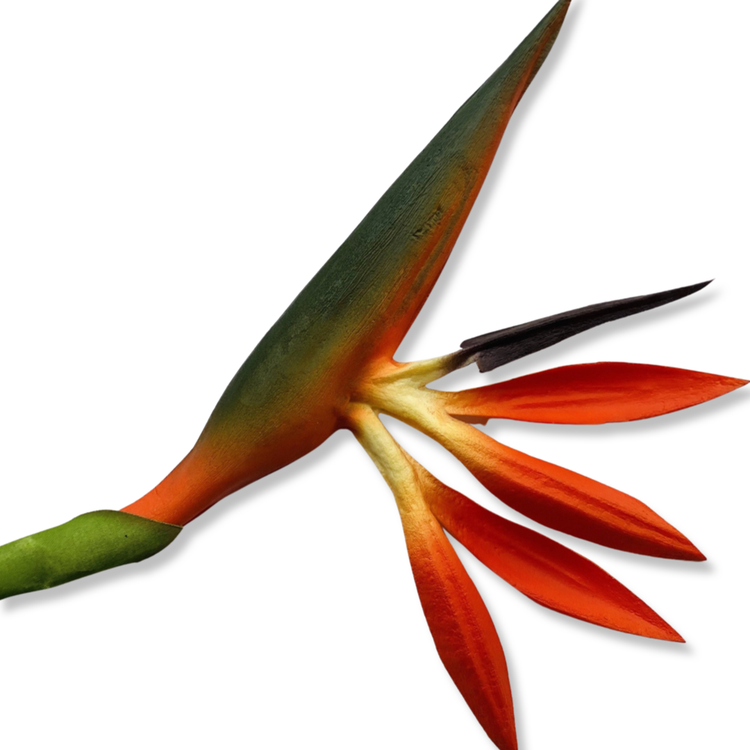 Bird of Paradise - Medium