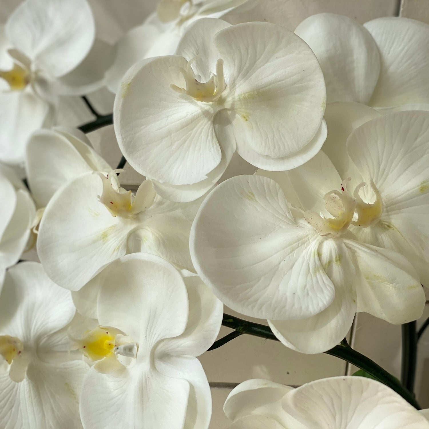 White &amp; Yellow Orchid - 5 stem arrangement