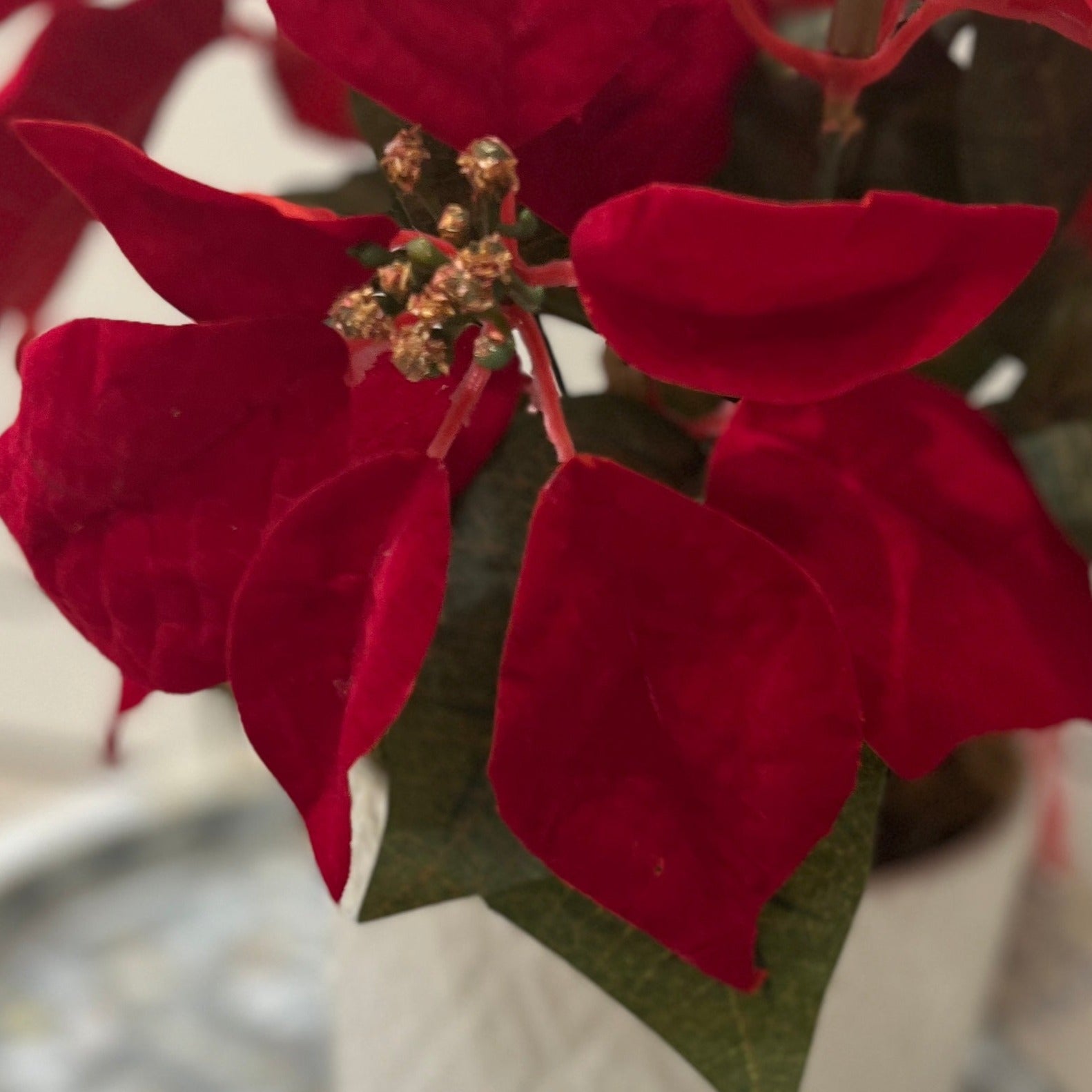 Faux poinsettia in ceramic pot