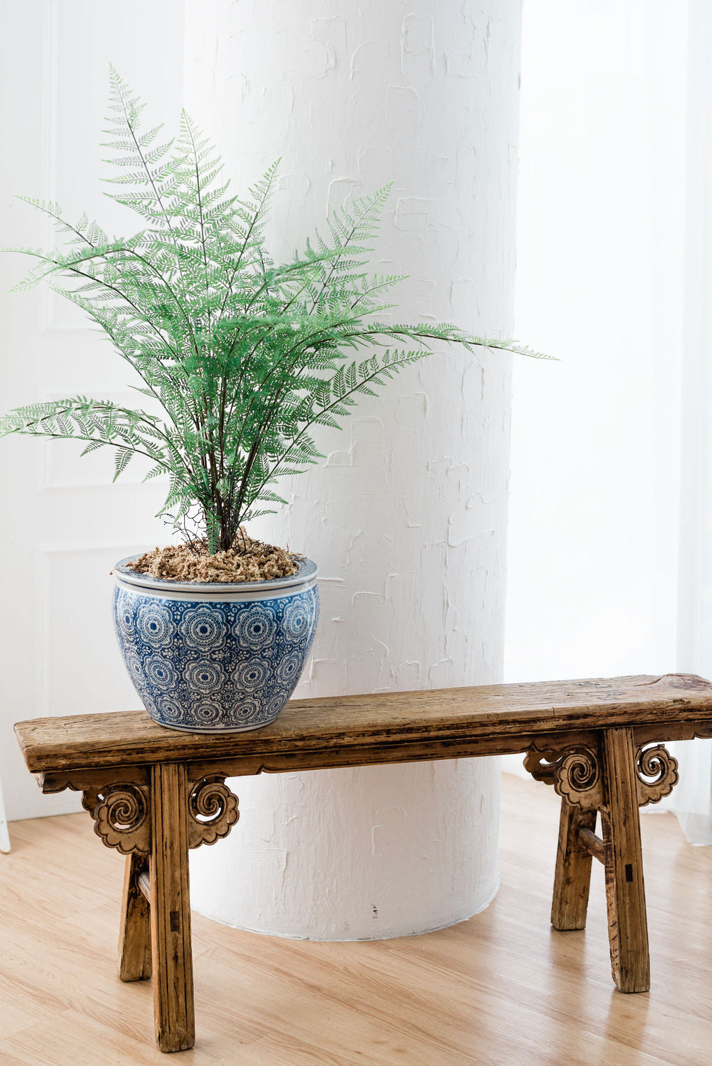Large potted fern