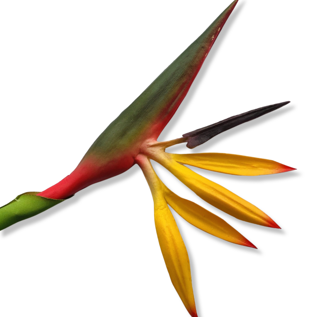 Bird of Paradise - Medium