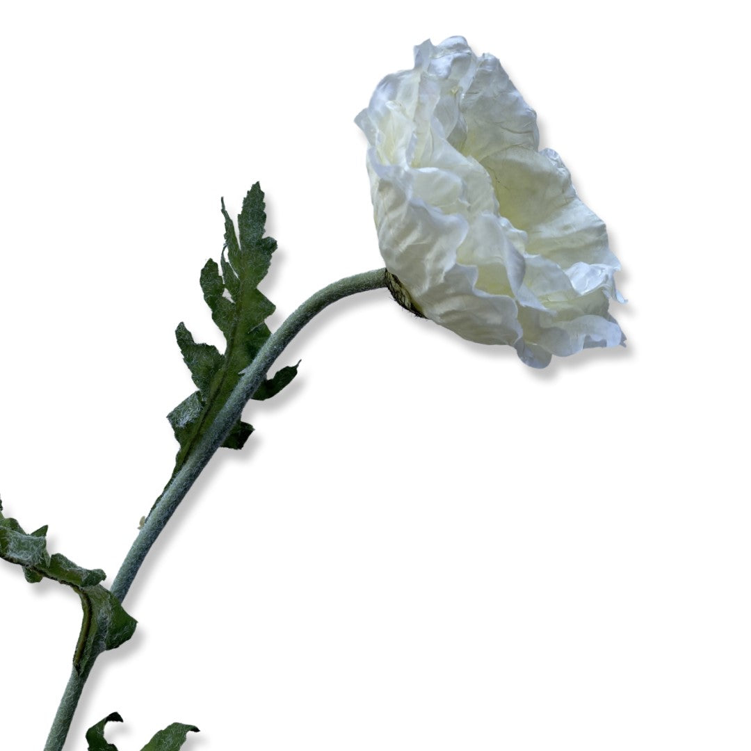 white poppy