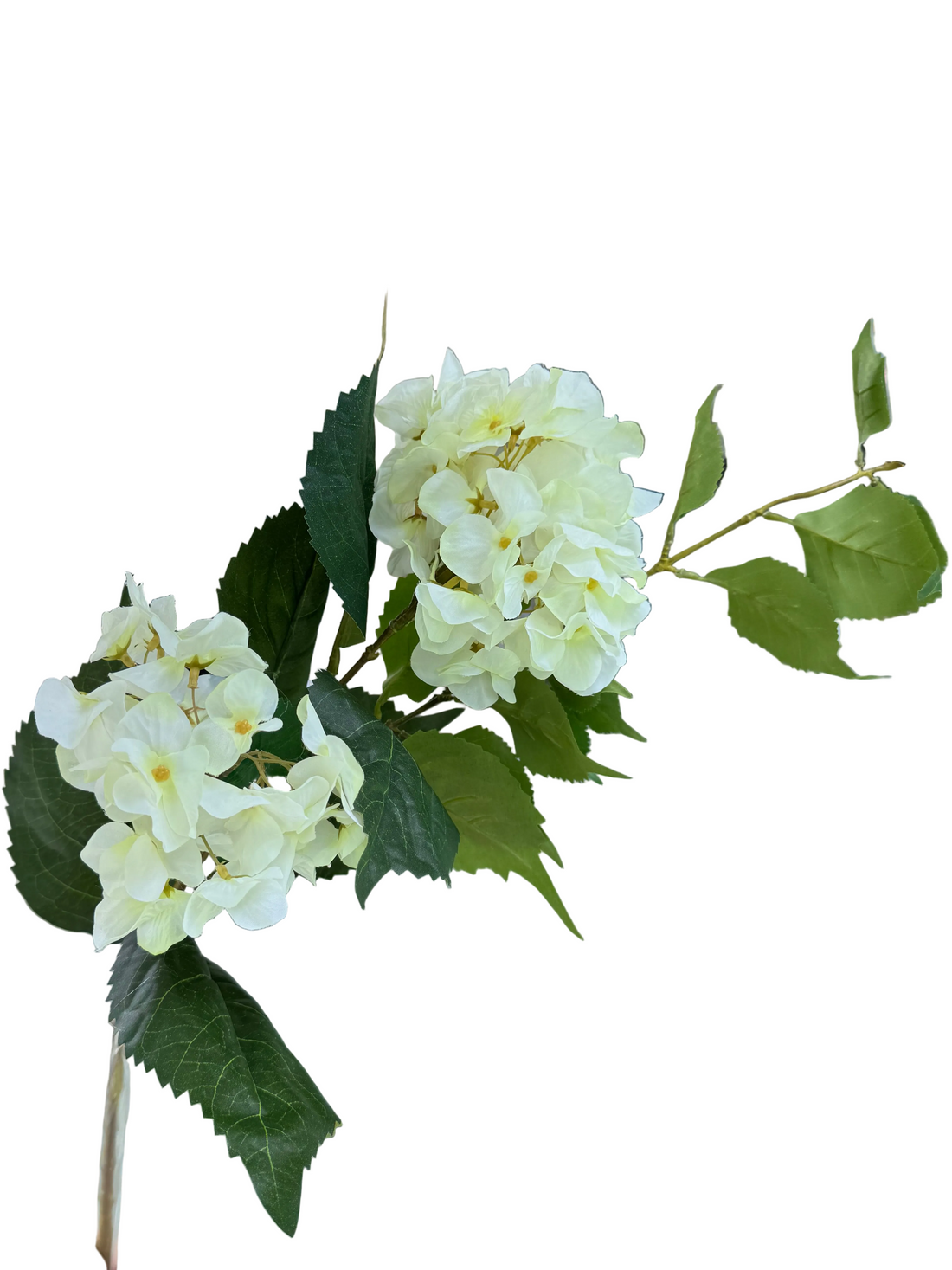Double headed hydrangea - cream