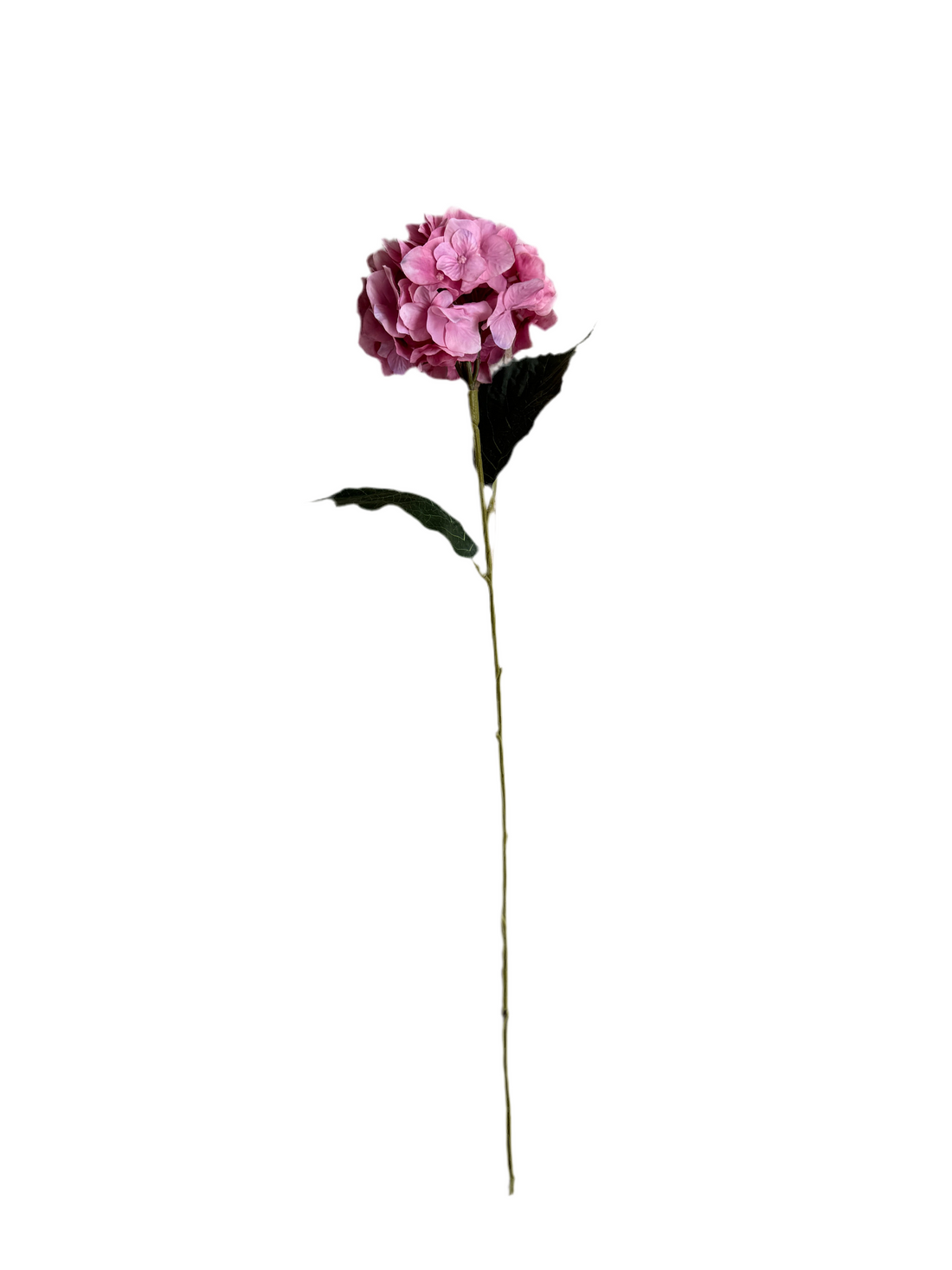 Pink hydrangea