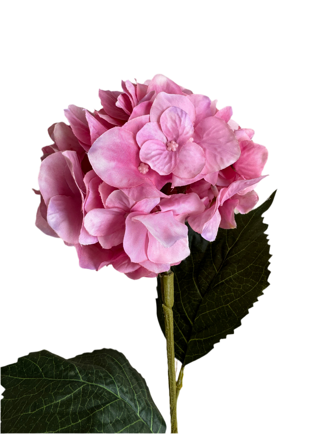 Pink hydrangea