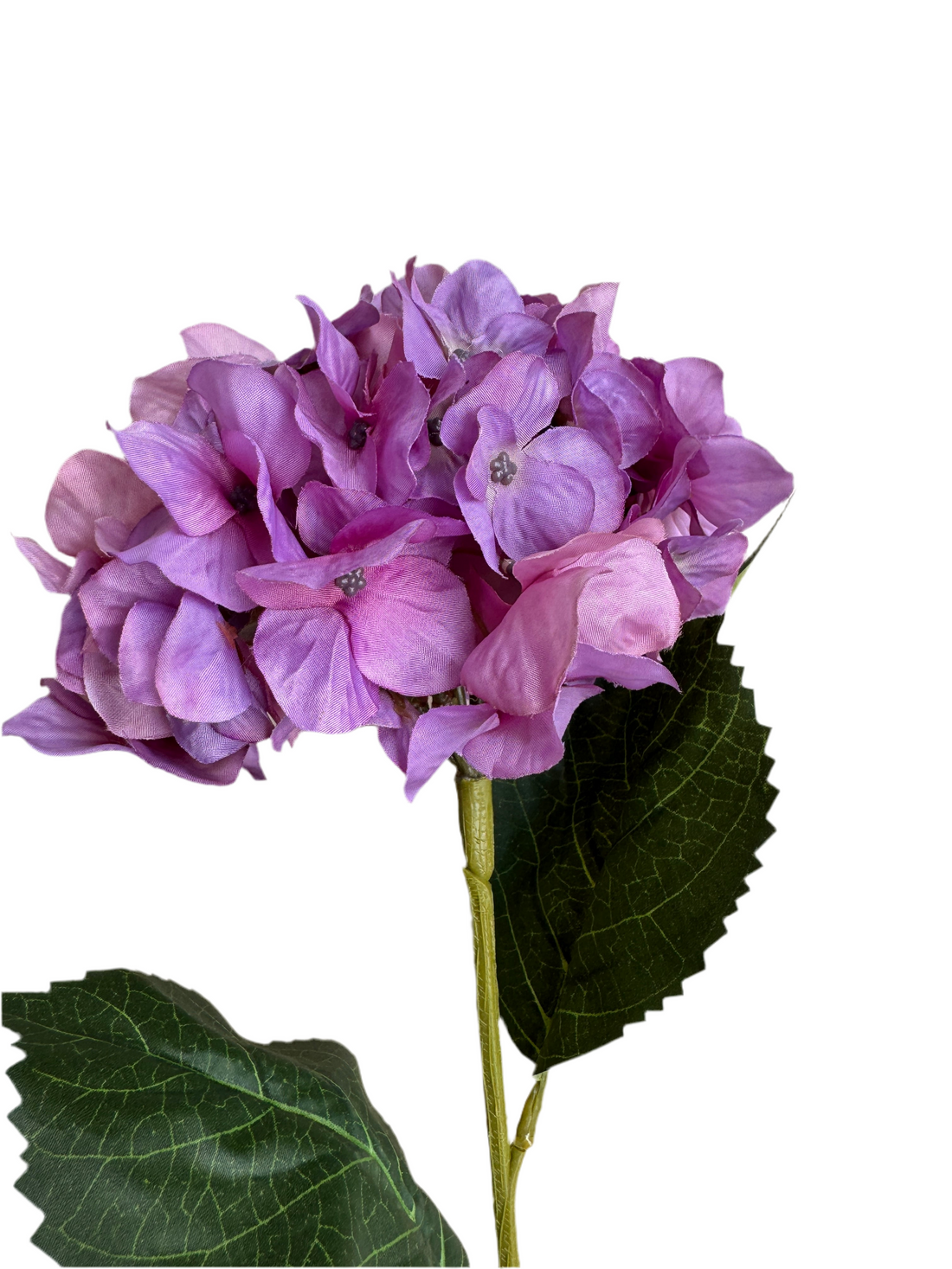 Purple hydrangeas