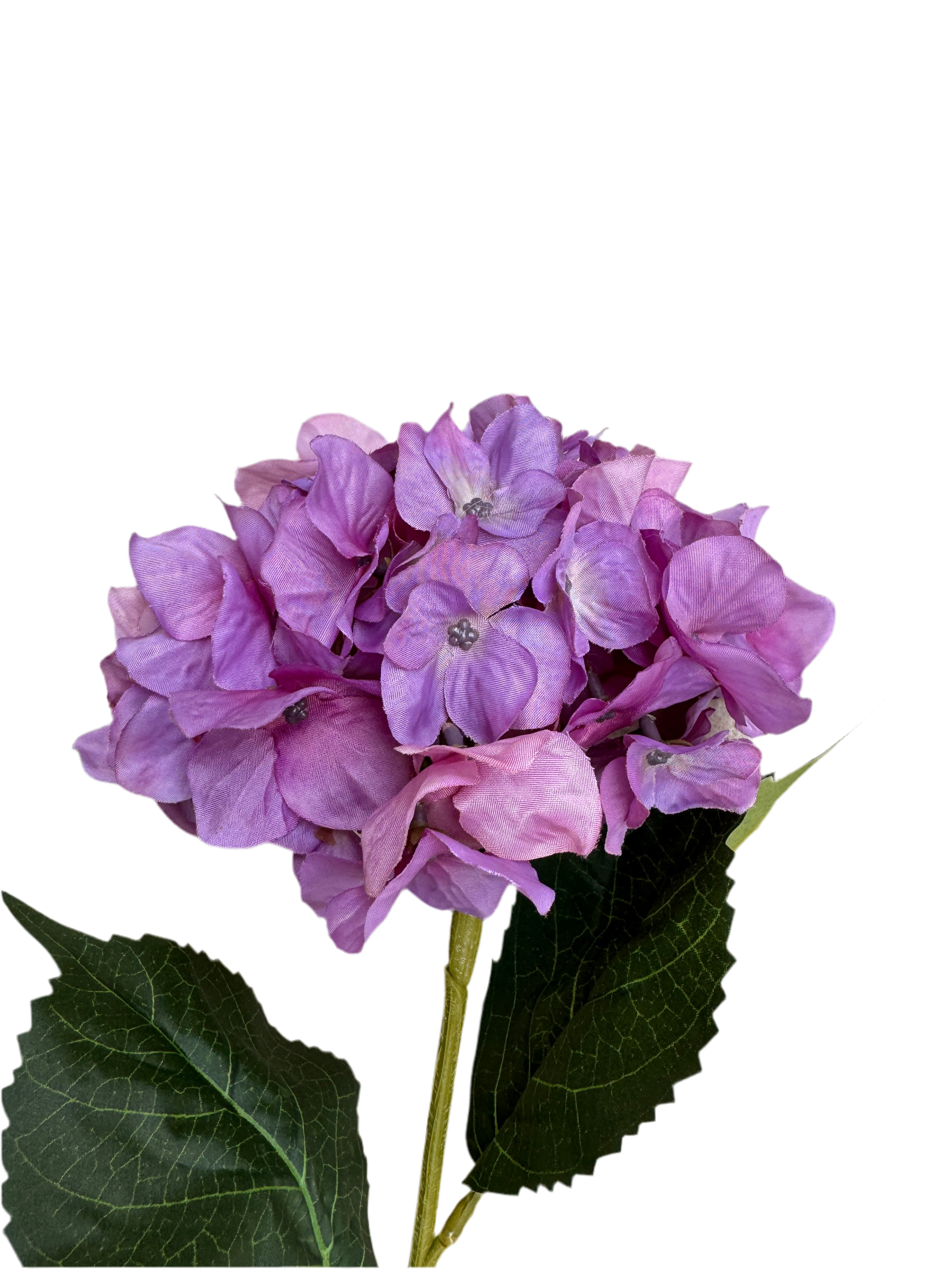 Purple hydrangeas