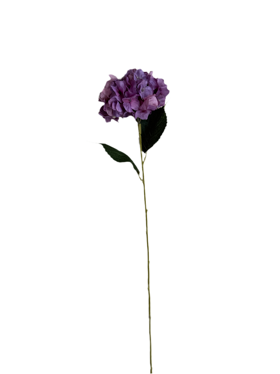 Purple hydrangeas