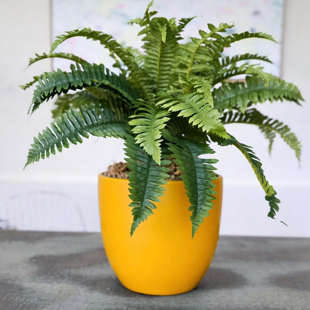 Potted fern plant in a yellow pot 