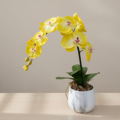 Yellow orchid on a desk