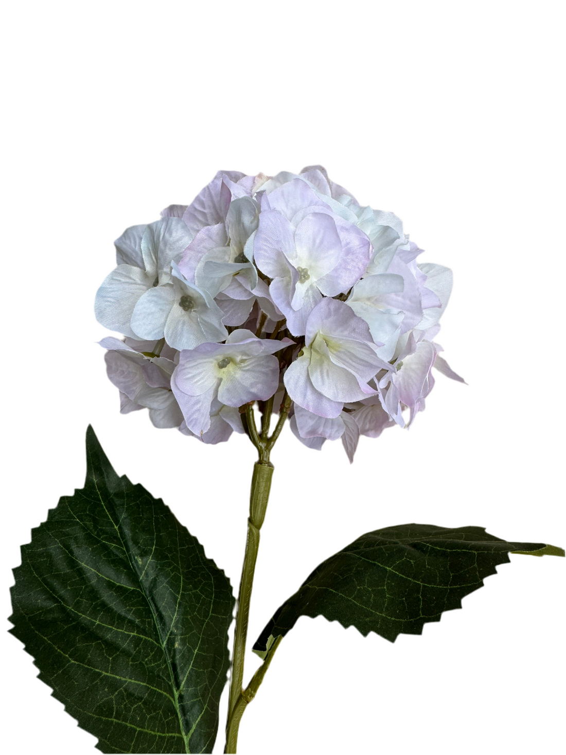 Light lilac hydrangea