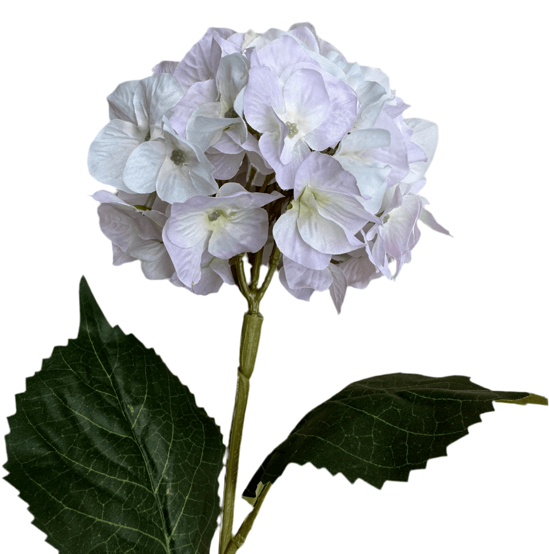 close up of cream flower