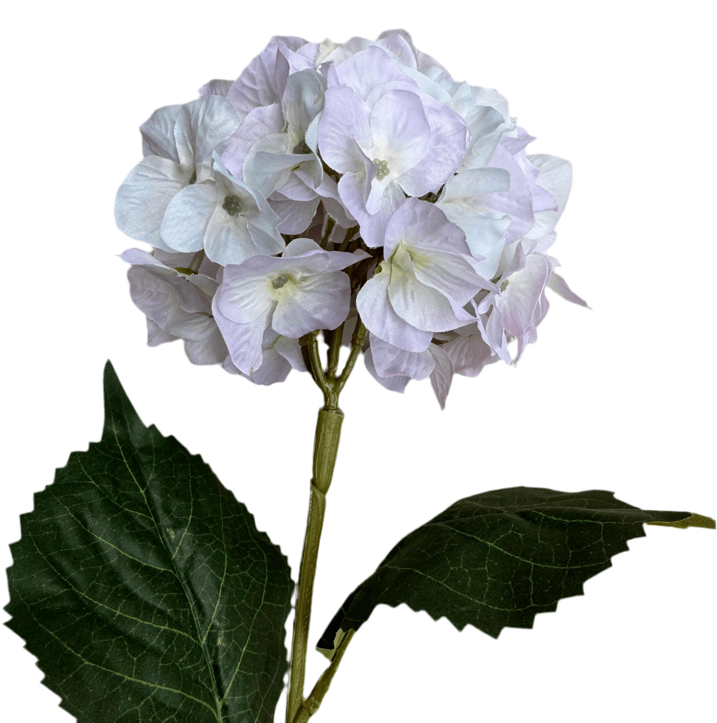 close up of cream flower