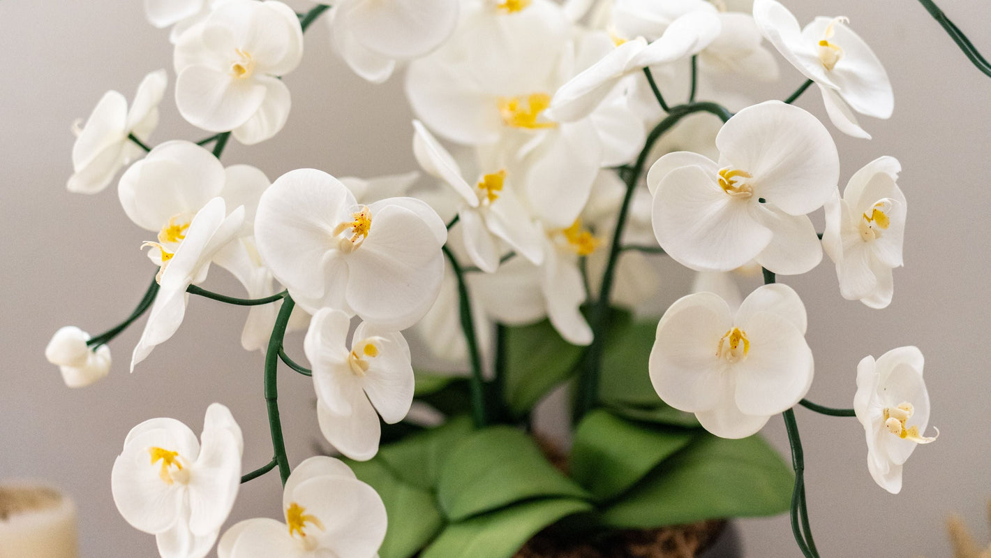 White orchids in a black pot on a wooden surface with a neutral background