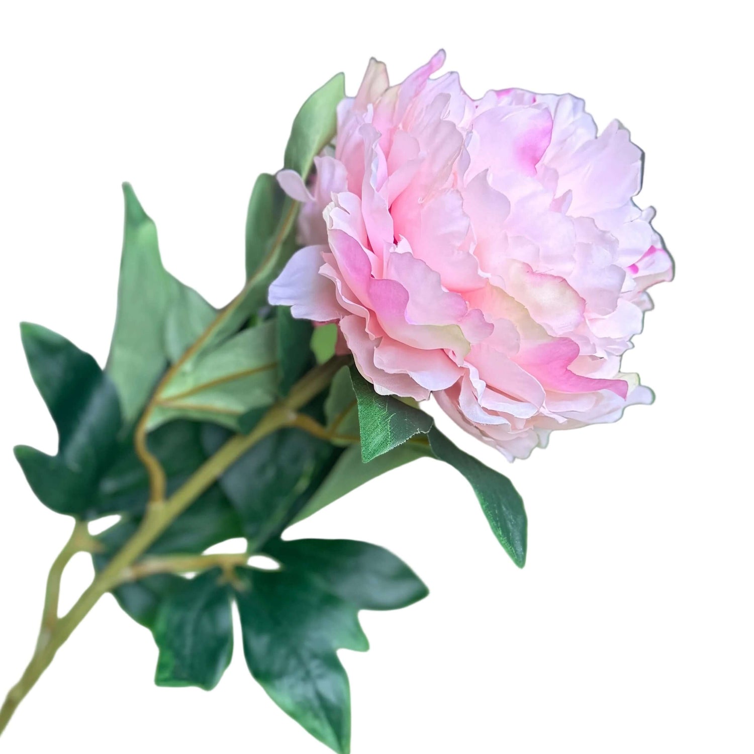 close up of pink flower