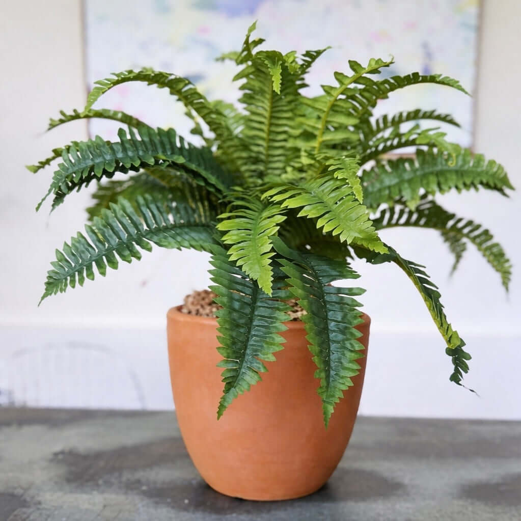 Potted fern plant 