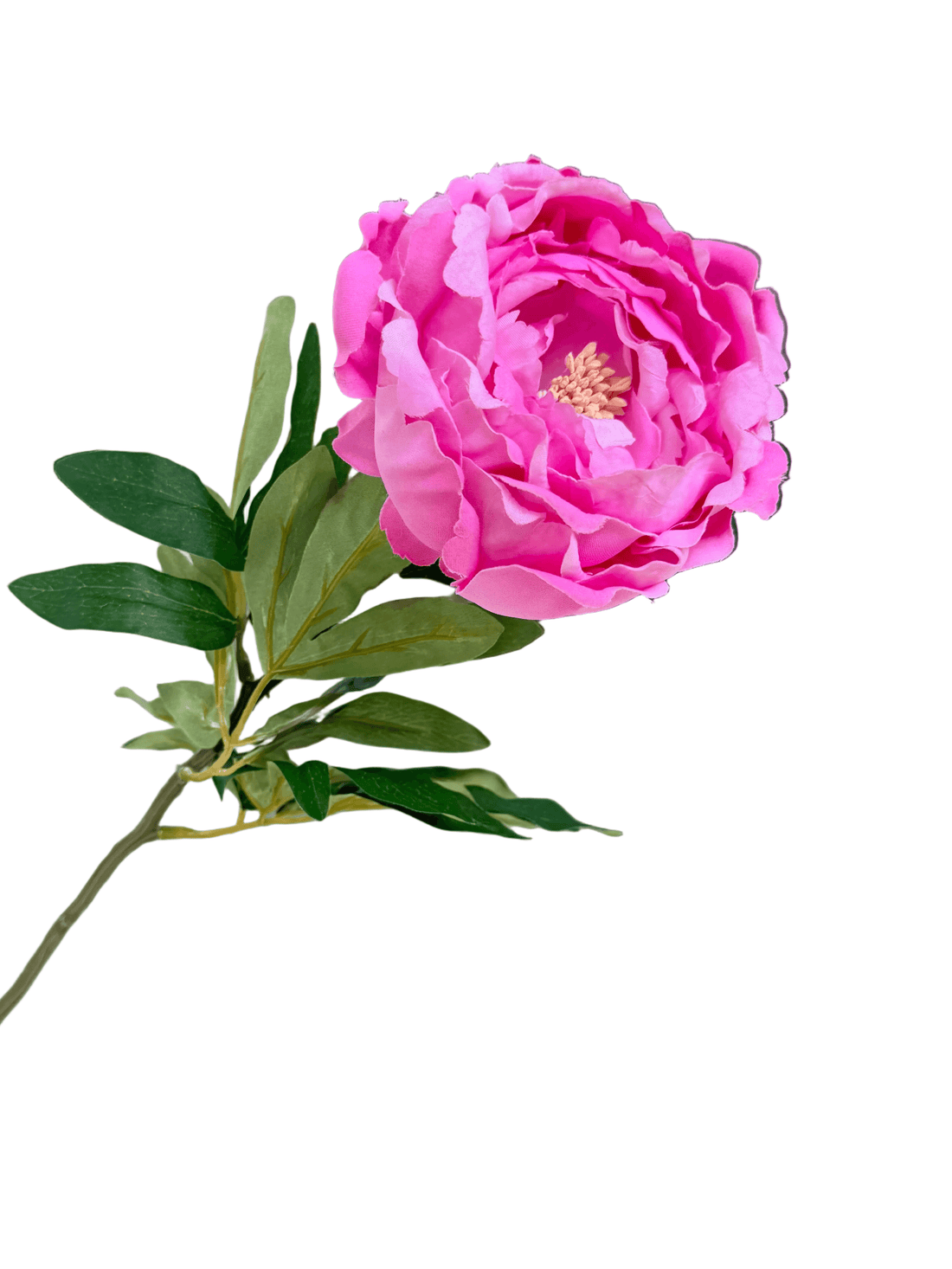 close up photo of hot pink peony